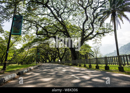 Taiping, Malaysia - 22 Jun, 2018: Alte Birke mit langen Zweigen entlang Taiping See Garten, Taiping, Malaysia - Taiping Lake Gardens auch genannt Ta Stockfoto