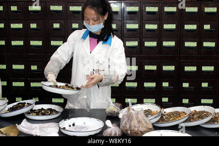 ---- Eine Chinesische pharmaceutist verzichtet der Traditionellen Chinesischen Medizin bei einer TCM-Apotheke in Suzhou, Provinz Jiangsu, China 22. Dezember 20. Stockfoto