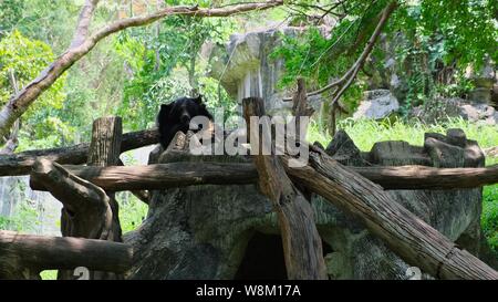 Der Bär ist das Schlafen in einem Baum. Konzept der Tiere im Zoo Stockfoto