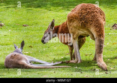 Kangourou Roux (FR) – Rotes Känguru (DE) Stockfoto