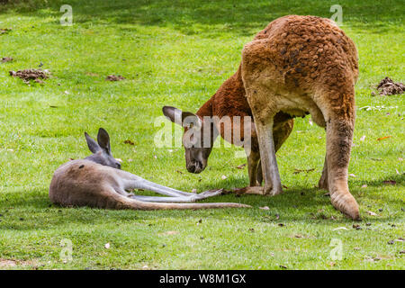 Kangourou Roux (FR) – Rotes Känguru (DE) Stockfoto