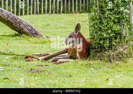 Kangourou Roux (FR) – Rotes Känguru (DE) Stockfoto