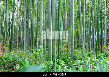 Arashiyama Bamboo Grove auch als Sagano Bambus Wald im Westen von Kyoto, Japan bekannt. Stockfoto