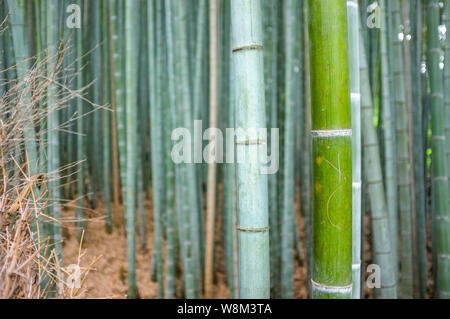 Arashiyama Bamboo Grove auch als Sagano Bambus Wald im Westen von Kyoto, Japan bekannt. Stockfoto