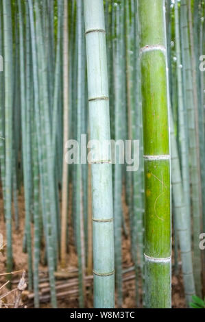 Arashiyama Bamboo Grove auch als Sagano Bambus Wald im Westen von Kyoto, Japan bekannt. Stockfoto