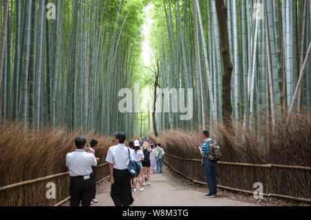 Arashiyama Bamboo Grove auch als Sagano Bambus Wald im Westen von Kyoto, Japan bekannt. Stockfoto