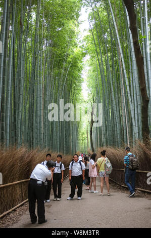 Arashiyama Bamboo Grove auch als Sagano Bambus Wald im Westen von Kyoto, Japan bekannt. Stockfoto