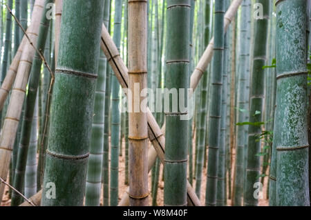 Arashiyama Bamboo Grove auch als Sagano Bambus Wald im Westen von Kyoto, Japan bekannt. Stockfoto