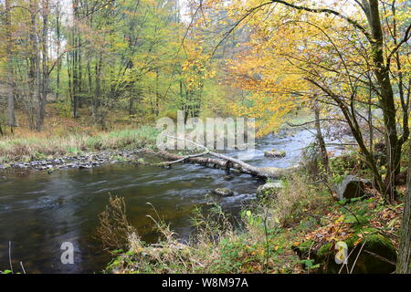 Kamp River, einem der letzten frei fließenden Große aquatische Ökosysteme in Österreich, in der Mitte der natürlichen Urwald-ähnlichen Wald im Herbst. Stockfoto