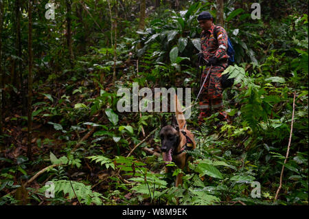 Negeri Sembilan, Malaysia. 10 Aug, 2019. Mitglieder einer Rettungsteam und ein Hund Such- und Rettungsaktion für eine fehlende britischen Mädchen, Nora Quoirin, 15, am Wald in Seremban, Negeri Sembilan, Malaysia am 10. August 2019. Nora verschwunden, während bei einem Urlaub mit Ihrer Familie an die Dusun Resort in einem Naturschutzgebiet in der Nähe von Seremban, etwa 80 km südlich von Negeri Sembilan, Malaysia. Nora hat gefehlt in Ihrem Schlafzimmer am 04. August 2019. Quelle: Chris Jung/ZUMA Draht/Alamy leben Nachrichten Stockfoto