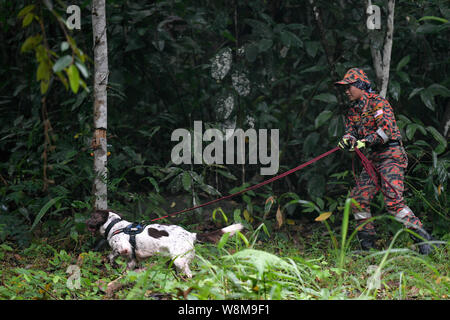 Negeri Sembilan, Malaysia. 10 Aug, 2019. Mitglieder einer Rettungsteam und ein Hund Such- und Rettungsaktion für eine fehlende britischen Mädchen, Nora Quoirin, 15, am Wald in Seremban, Negeri Sembilan, Malaysia am 10. August 2019. Nora verschwunden, während bei einem Urlaub mit Ihrer Familie an die Dusun Resort in einem Naturschutzgebiet in der Nähe von Seremban, etwa 80 km südlich von Negeri Sembilan, Malaysia. Nora hat gefehlt in Ihrem Schlafzimmer am 04. August 2019. Quelle: Chris Jung/ZUMA Draht/Alamy leben Nachrichten Stockfoto