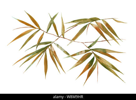 Watercolor illustration Malerei von Bambus Blätter, auf weißem Hintergrund Stockfoto
