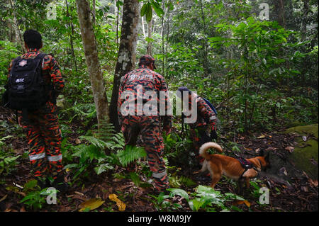 Negeri Sembilan, Malaysia. 10 Aug, 2019. Mitglieder einer Rettungsteam und ein Hund Such- und Rettungsaktion für eine fehlende britischen Mädchen, Nora Quoirin, 15, am Wald in Seremban, Negeri Sembilan, Malaysia am 10. August 2019. Nora verschwunden, während bei einem Urlaub mit Ihrer Familie an die Dusun Resort in einem Naturschutzgebiet in der Nähe von Seremban, etwa 80 km südlich von Negeri Sembilan, Malaysia. Nora hat gefehlt in Ihrem Schlafzimmer am 04. August 2019. Quelle: Chris Jung/ZUMA Draht/Alamy leben Nachrichten Stockfoto