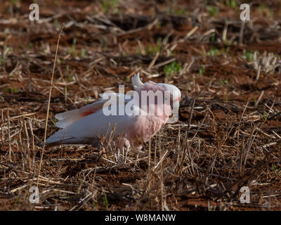 Major Mitchell's Kakadus (Cacatua leadbeateri leadbeateri) Race'' Stockfoto