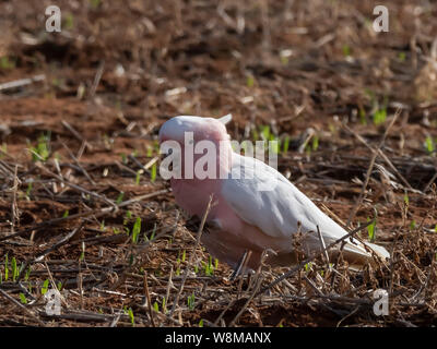 Major Mitchell's Kakadus (Cacatua leadbeateri leadbeateri) Race'' Stockfoto