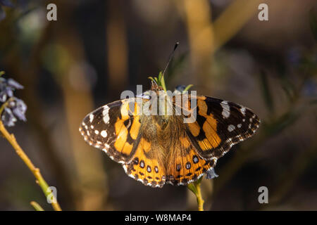 Australische Painted Lady Butterfly (Vanessa kershawi) Stockfoto