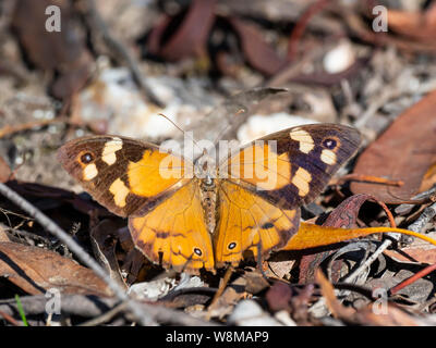 Gemeinsame braune Schmetterling (Heteronympha merope) Stockfoto