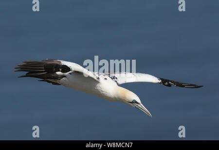 Eine schöne Gannett, Morus bassanus, über dem Meer in Großbritannien fliegen. Stockfoto