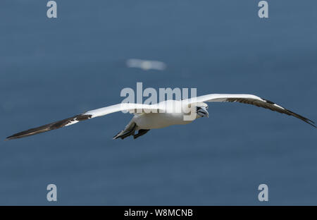Eine schöne Gannett, Morus bassanus, über dem Meer in Großbritannien fliegen. Stockfoto
