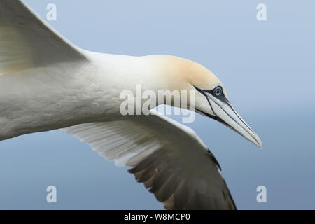 Eine schöne Gannett, Morus bassanus, über dem Meer in Großbritannien fliegen. Stockfoto