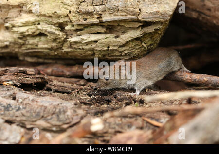 Eine süße wilde Bank Vole, Myodes glareolus Nahrungssuche für Lebensmittel in einem Haufen im Waldland in Großbritannien. Stockfoto