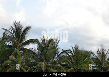 Palmen auf dem Hintergrund eines bewölkten Himmel. Tropischen Hintergrund Stockfoto