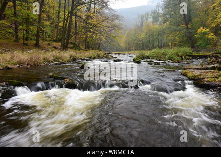 Kamp River, einem der letzten frei fließenden Große aquatische Ökosysteme in Österreich, in der Mitte der natürlichen Urwald-ähnlichen Wald im Herbst. Stockfoto