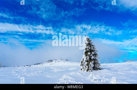 Brillante Winterlandschaft - amazing gefrorene Landschaft auf einem Berg in Bulgarien - lebendige Farben, unberührte Natur - eindrucksvolle Zusammensetzung Stockfoto