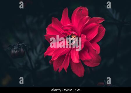 Hummel auf rote Blume Kopf Pollen sammeln Stockfoto