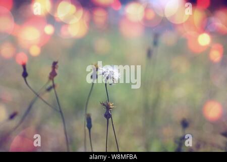 Blume Rasenfläche mit Romantik warmes Licht und rim Licht und Zeit/abend sonnenuntergang Szenario entspannen Sie sich von der Natur Licht/natürliche Umwelt - Bild Stockfoto