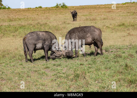 Zwei männliche Büffel, die in der Masai-Mara-Savanne, Kenia, beobachtet werden Stockfoto