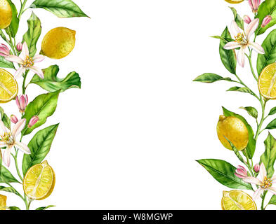 Zitrone Obst Zweig mit Blüten horizontalen Rahmen realistisch Botanischen Aquarell Banner: Citrus Baum Blätter isoliert Gestaltungsarbeit auf weiße Hand gezeichnet frisch Stockfoto