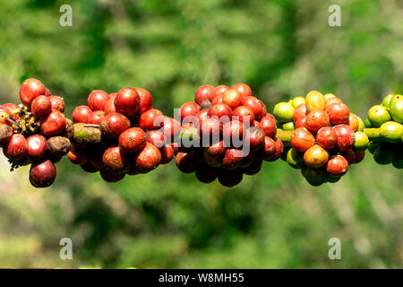 Frische reife rote Kaffeebohnen auf Zweig von einem Baum in einer Farm bereit zu ernten Stockfoto