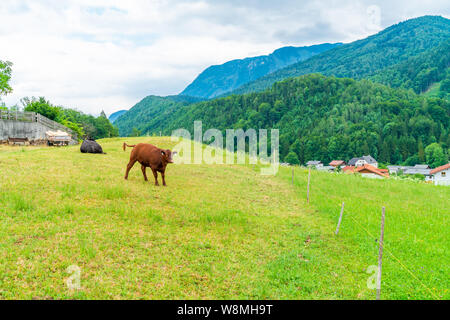 Ländliche Landschaft mit Kühen auf der Wiese und Alpengipfel und Hügel rund um ein kleines Dorf das österreichische Bundesland Salzburg, Österreich. Stockfoto