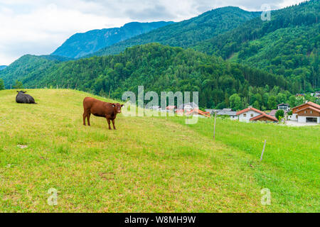 Ländliche Landschaft mit Kühen auf der Wiese und Alpengipfel und Hügel rund um ein kleines Dorf das österreichische Bundesland Salzburg, Österreich. Stockfoto