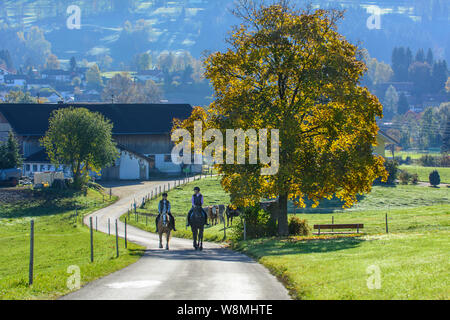 Reiten mit den Pferden in der wunderschönen Natur der herbstlichen Allgäu Stockfoto