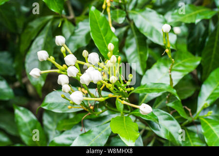 Blütenknospen von Gerdenia Kap Jasmin im Garten Stockfoto