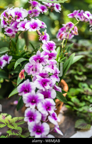Lila Orchideen in einem wilden tropischen Wald. Schöner Frühling Blumen mit weichen, grünen Hintergrund Stockfoto
