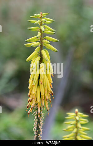 Nahaufnahme eines Aloe officinalis Blüte in der Blüte Stockfoto