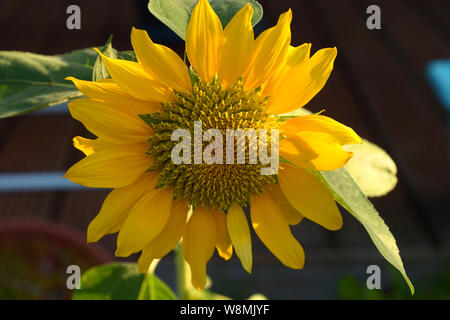 Helianthella close-up, ein wenig Sonnenblumen- oder helianthella Kopf mit gelben Blütenblättern mit gebürstet Pollen Stockfoto