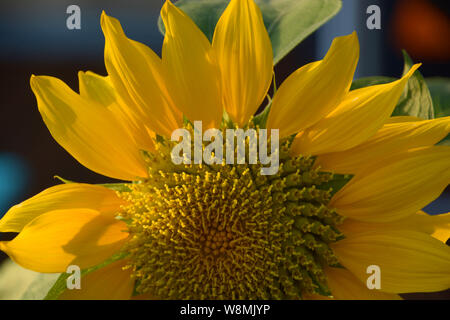 Leiter des helianthella, wenig Sonnenblumen- oder helianthella Kopf mit gelben Blütenblättern mit gebürstet Pollen Stockfoto
