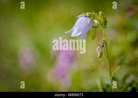 Violett bärtige Glockenblume (Campanula lanceolata) in Gerlos Zillertal Stockfoto