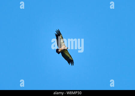 Griffon - Geier. Griffin - Geier. Geier, Griffbrett, Griffin Gänsegeier Flug Ansicht von Unten Stockfoto