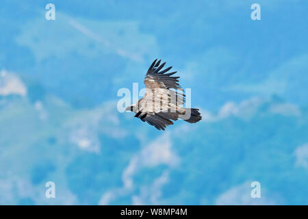 Griffon - Geier. Griffin - Geier. Geier, Griffbrett, Griffin Gänsegeier Gänsegeier Flug. Seitenansicht Stockfoto