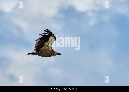 Griffon - Geier. Griffin - Geier. Geier, Griffbrett, Griffin Gänsegeier Gänsegeier Flug. Seitenansicht Stockfoto