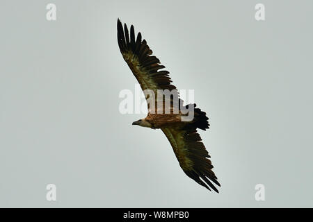 Griffon - Geier. Griffin - Geier. Geier, Griffbrett, Griffin Gänsegeier Gänsegeier Flug. Ansicht von unten Stockfoto