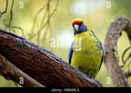 Green Rosella Platycercus caledonicus auf einem Zweig, Tasmanien, Australien sitzen Stockfoto