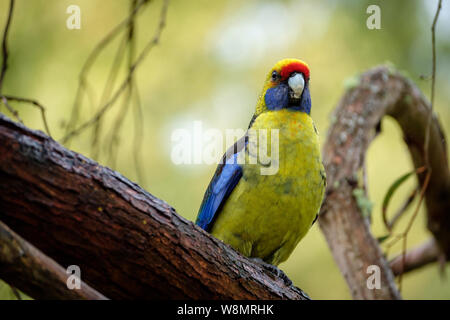 Green Rosella Platycercus caledonicus auf einem Zweig, Tasmanien, Australien sitzen Stockfoto