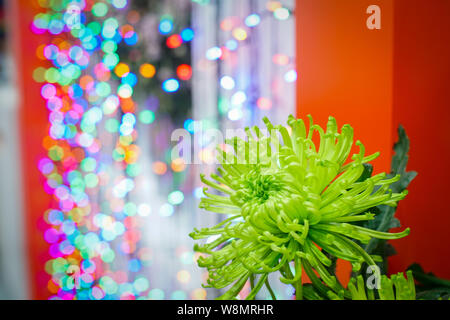 Die grüne Blume Nahaufnahme, abstrakten Hintergrund bunte Lichter Hintergrund bokhe. Stockfoto