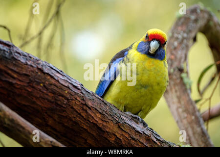 Green Rosella Platycercus caledonicus auf einem Zweig, Tasmanien, Australien sitzen Stockfoto